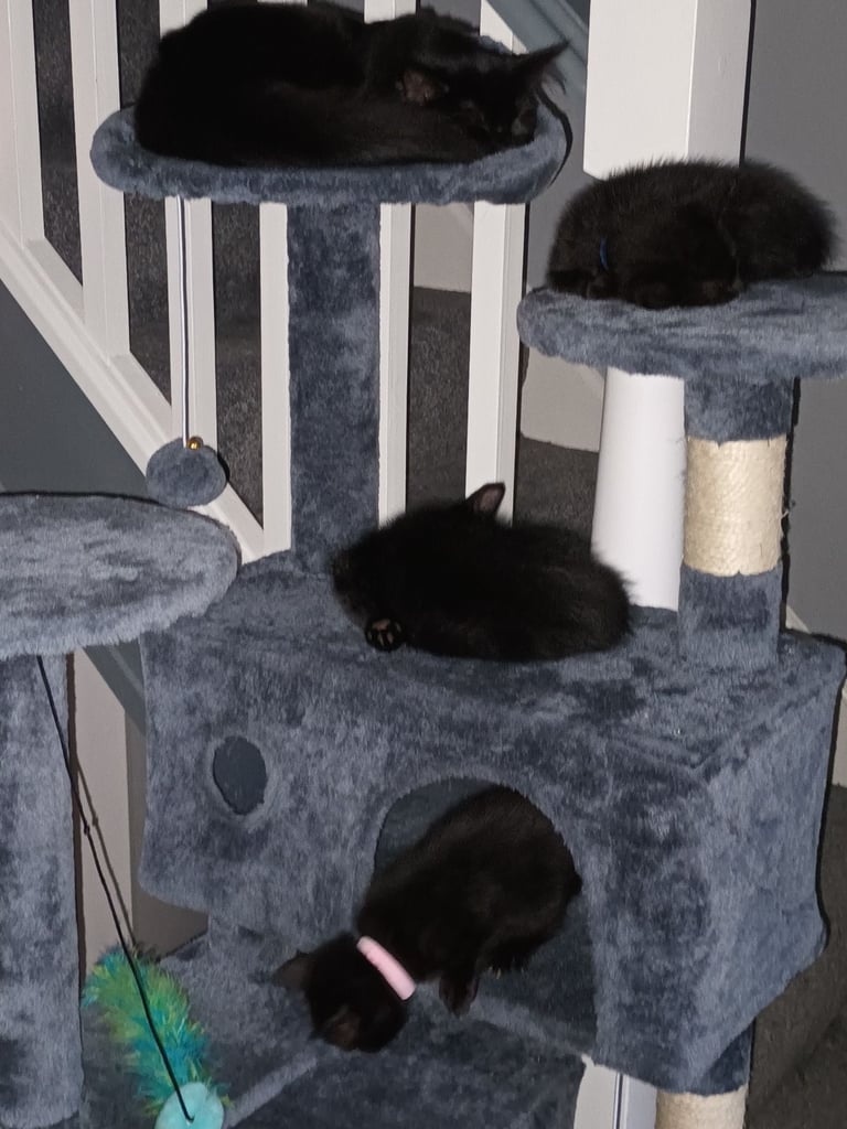 2 gwjus kittens 