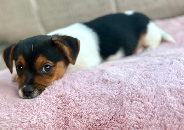 Traditional Miniature Jack Russell Puppies!