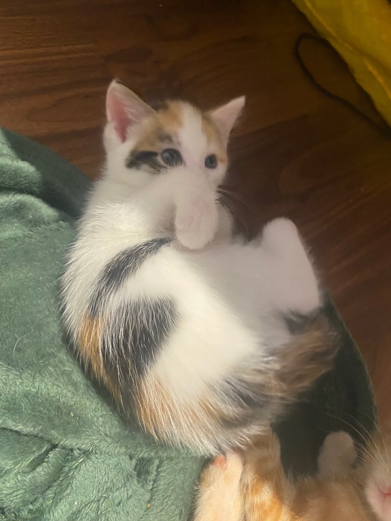 adorable kittens for sale 