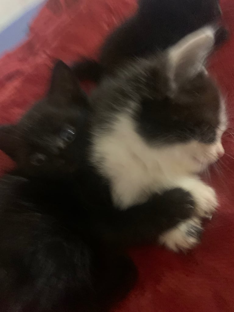 4 F kittens looking for forever homes