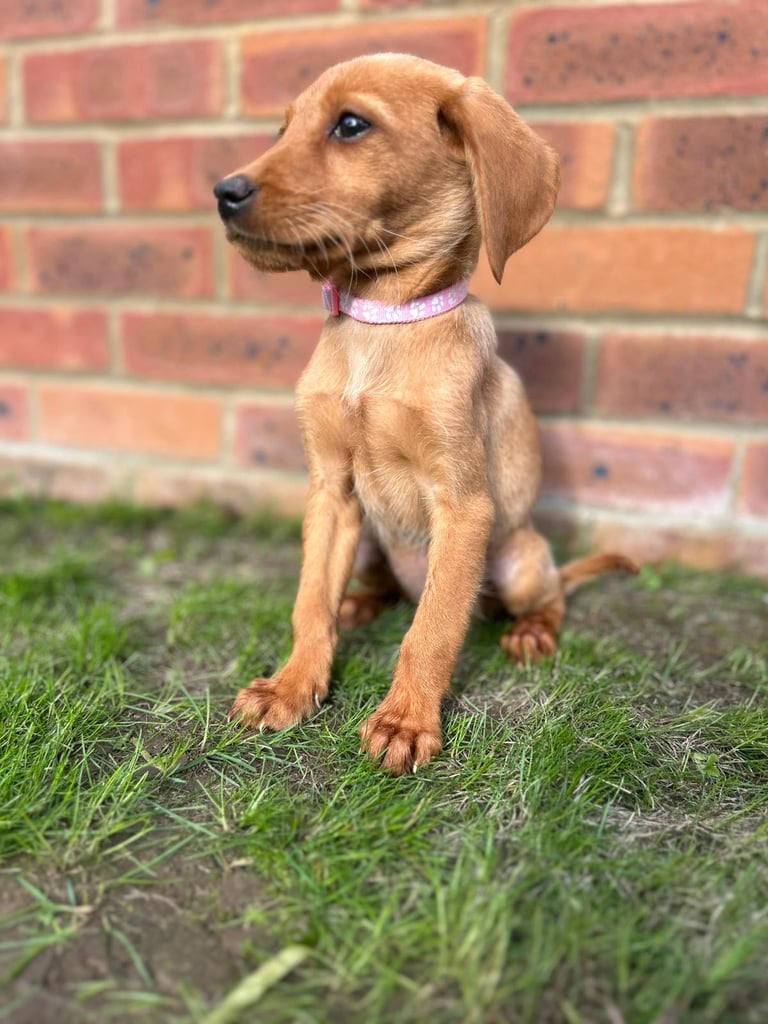 Fox Red Labrador puppies 