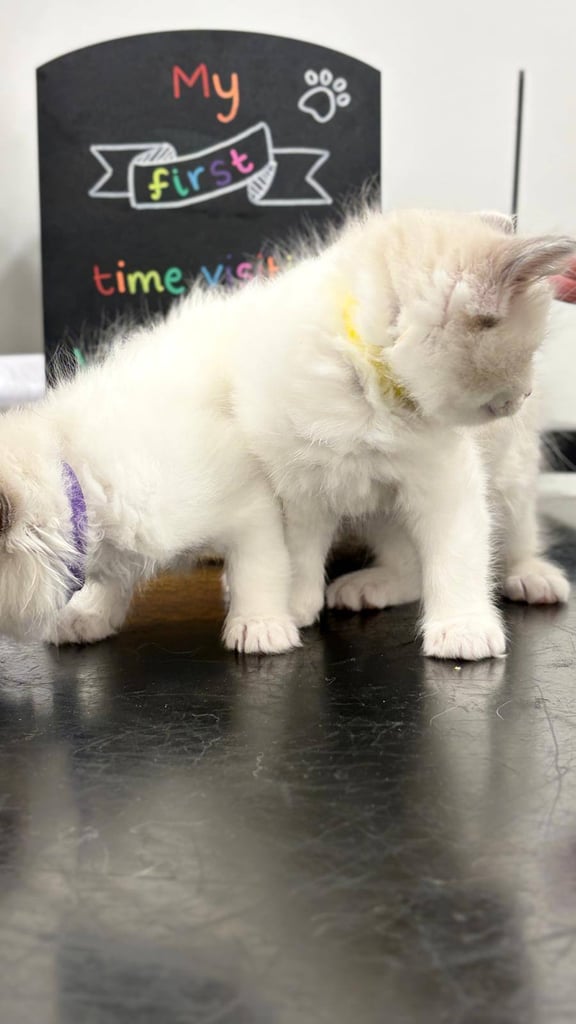 ✨ Beautiful Blue Bicolour Ragdoll Girl – “Elfie” ✨