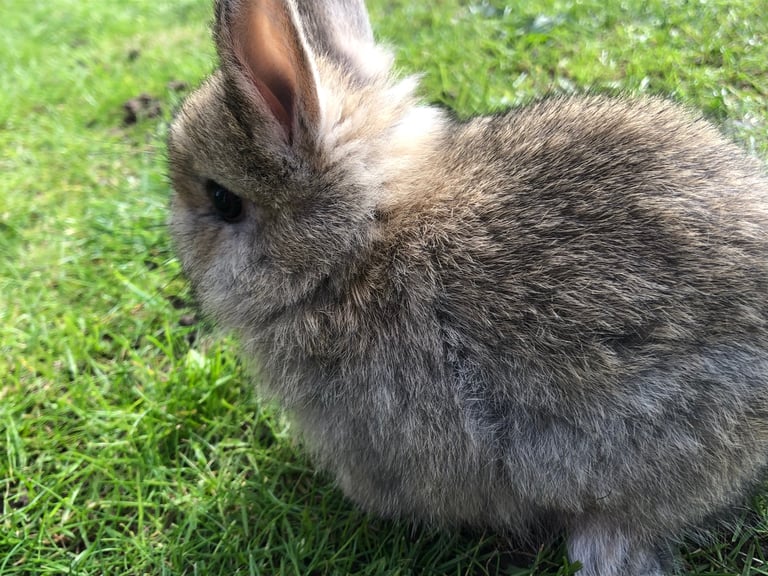 1 netherland dwarf rabbits