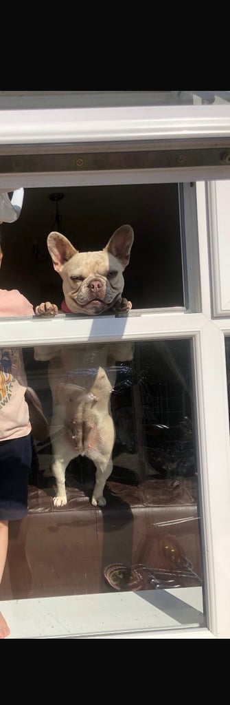Female French bulldog looking for a new home 