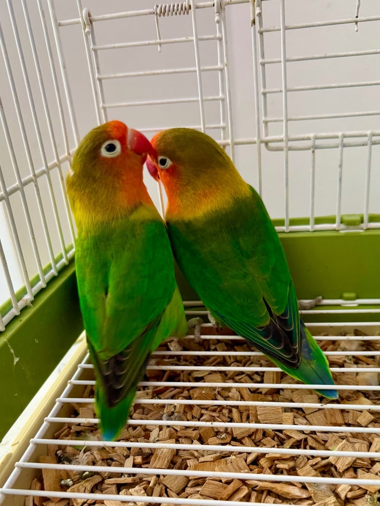 Beautiful Pair of FlSHERS L0VEBlRDS