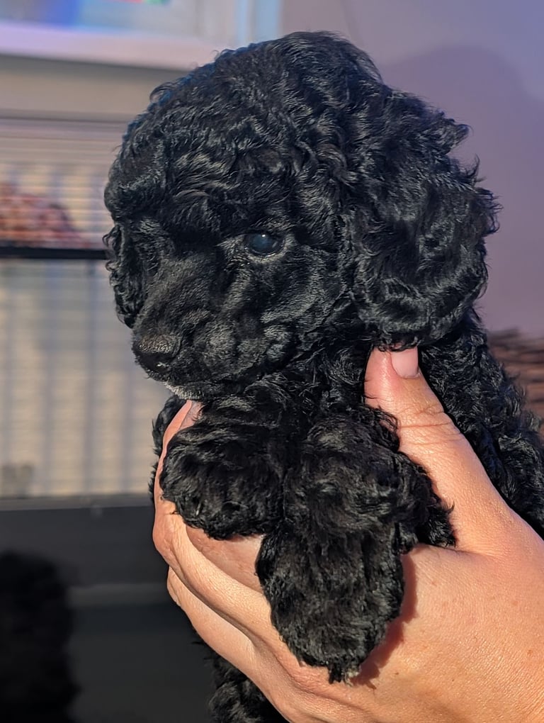 Toy poodle 