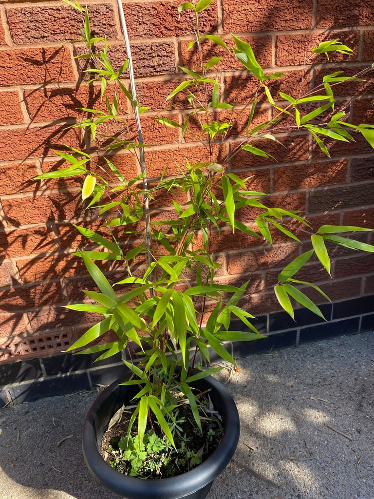 image for bamboo plant with black pot