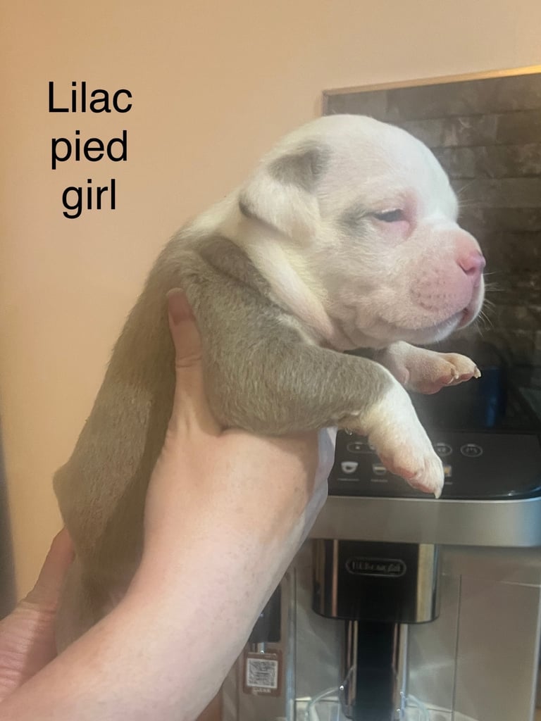 Pedigree pocket bully pups for sale! 