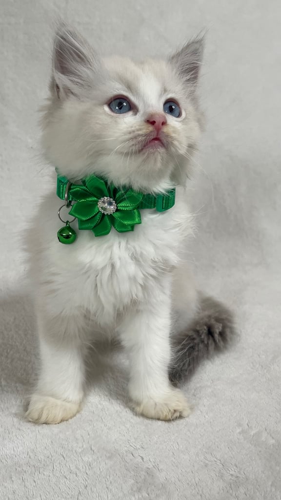 Ragdoll Kittens 