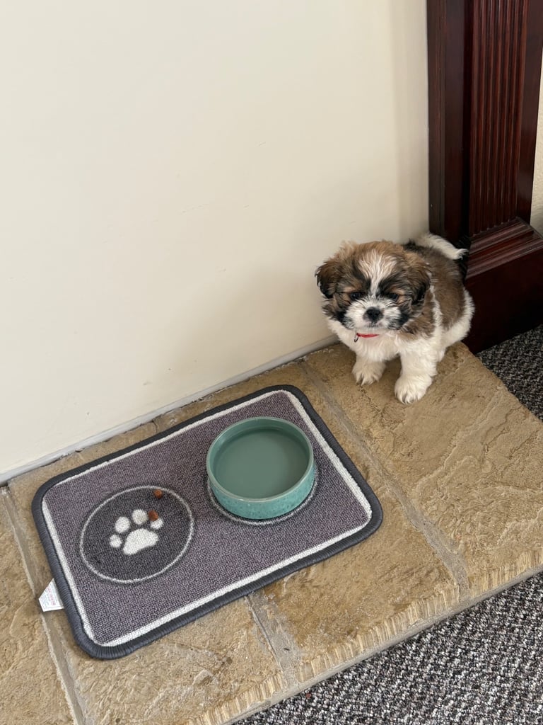 Puppy for sale 