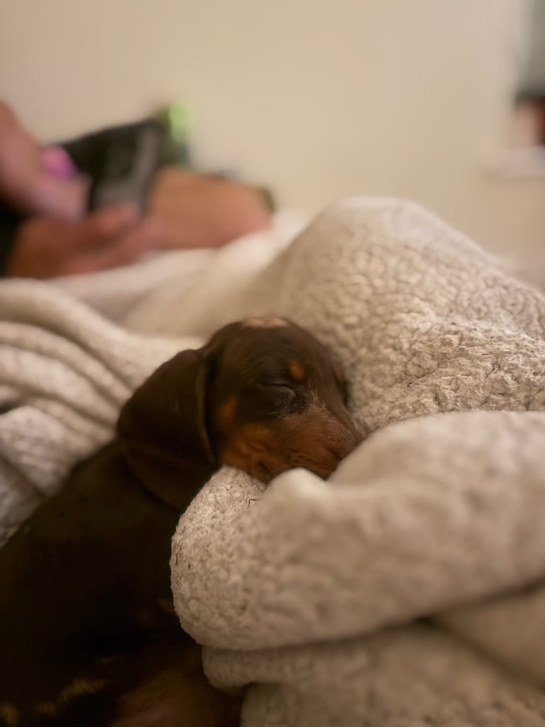 Ready to go! 1 boy left Miniature dachshunds puppies 