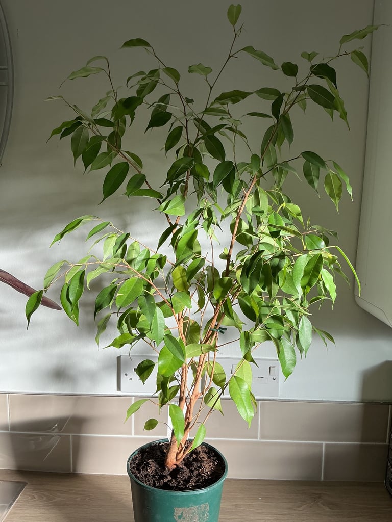 image for Ficus ‘Exotica’ House Plant