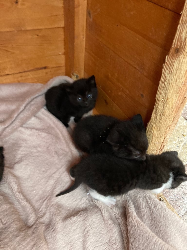Kittens for sale 