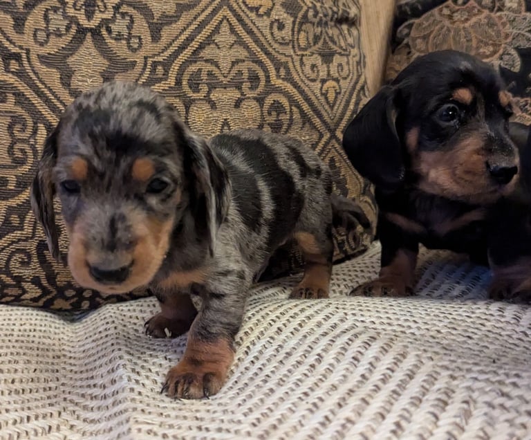 Dachshunds