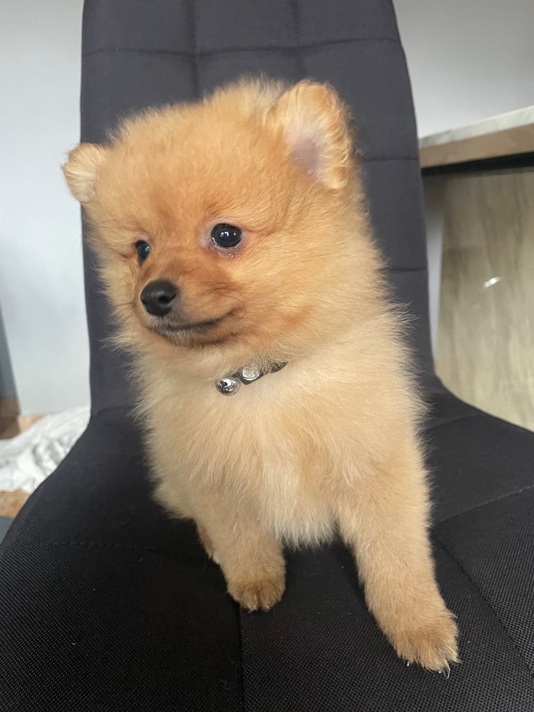 Beautiful Pomeranian puppies ready to go 