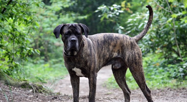 Cane corso