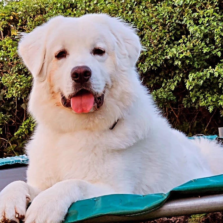 Tatra mountain sheepdog, owczarek podhalański 