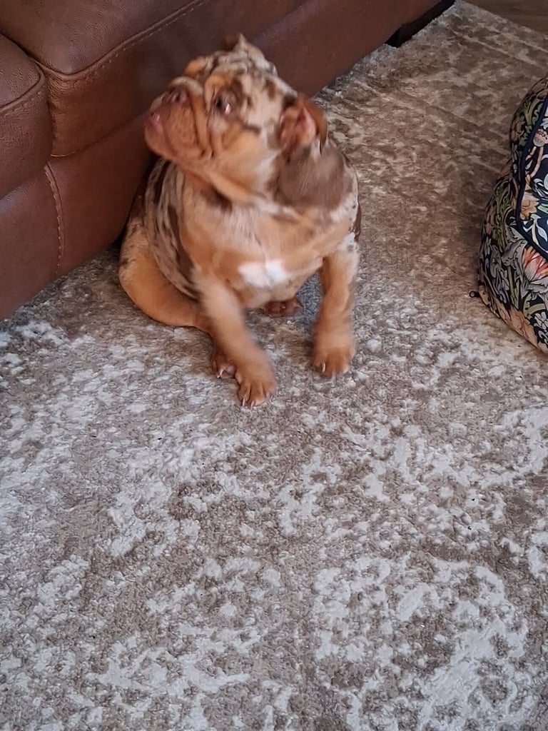 English bulldog girl
