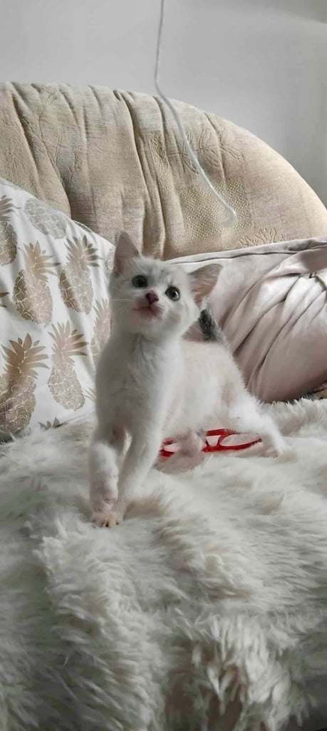 Maine coon cream kittens 