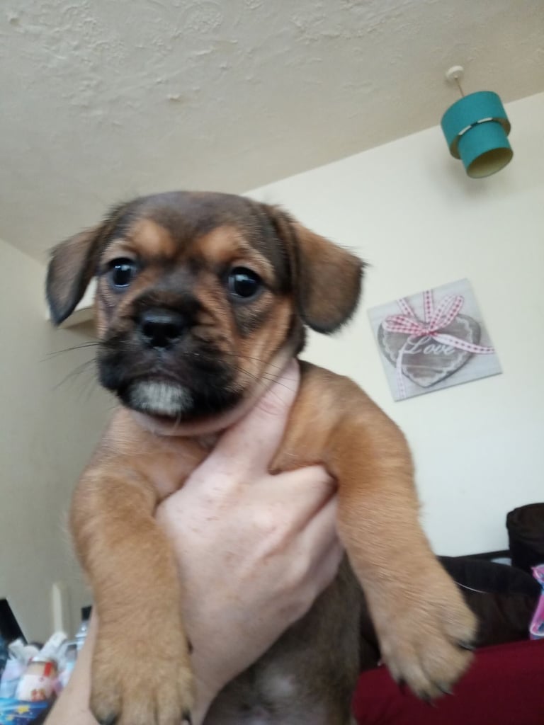 2 Female French bulldog x terrier mix 450 each