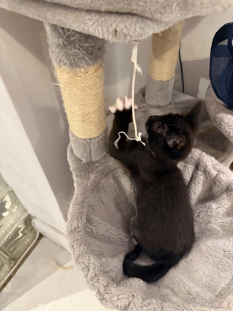 Beautiful black and white female kitten 