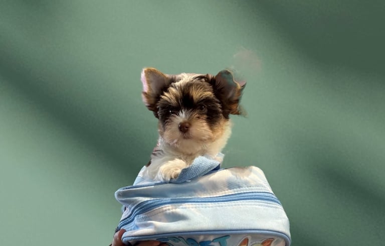 Biewer & Biro Yorkshire Terrier puppies (registered) 