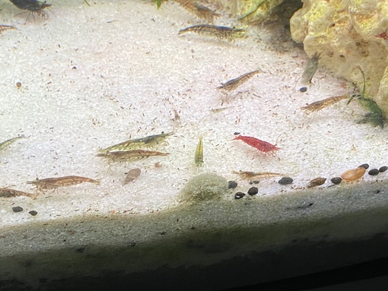 Neocaridina shrimps 