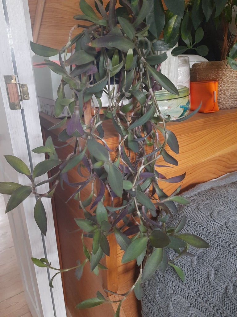 image for Big and healthy houseplant Tradescantia pallida 