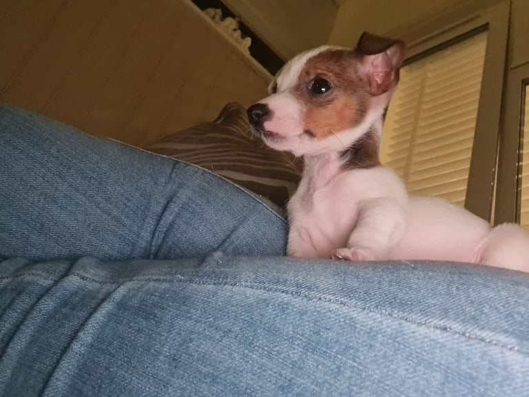 Miniture pomchi puppies 
