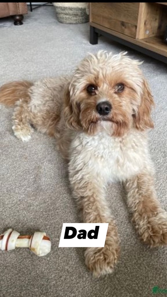 Cavapoo puppy’s 