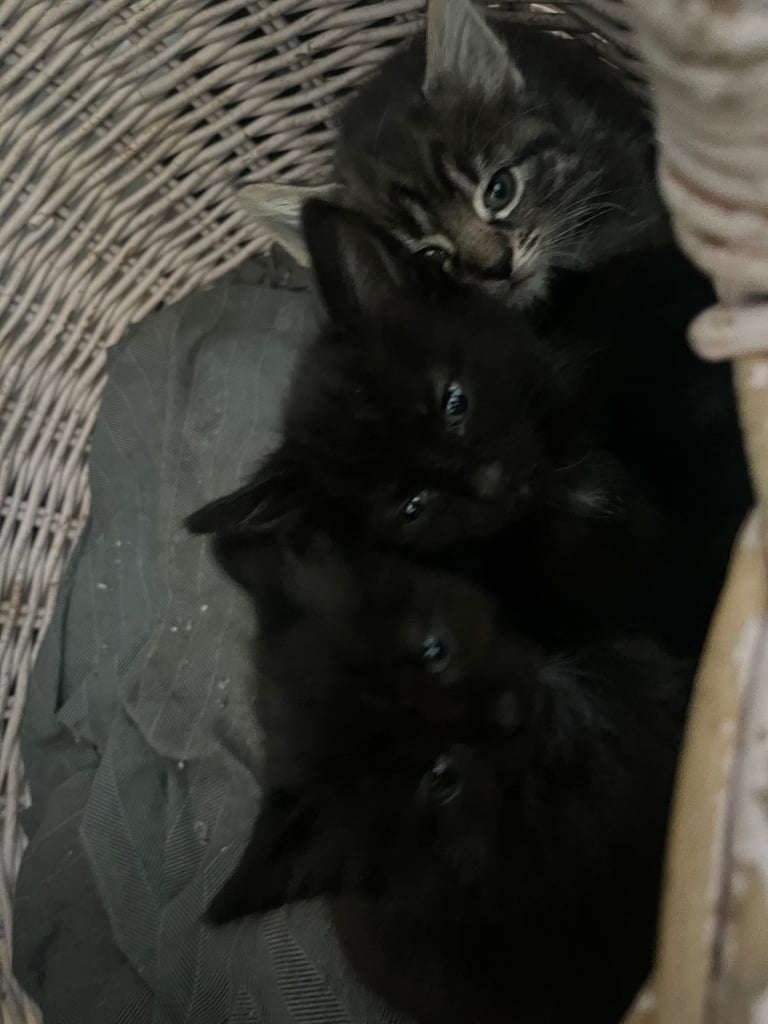 Fluffy Kittens For Sale (1 LEFT) 