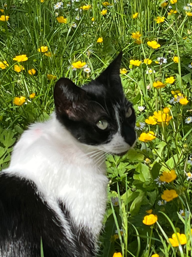 2 black and white cats 