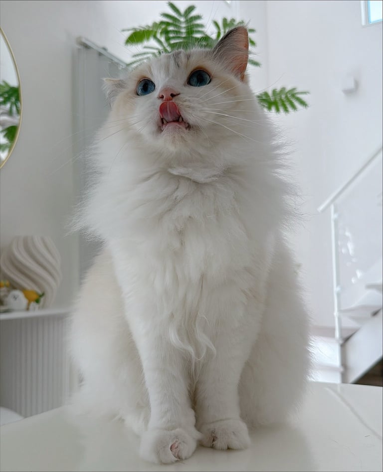 Available ragdoll kitten