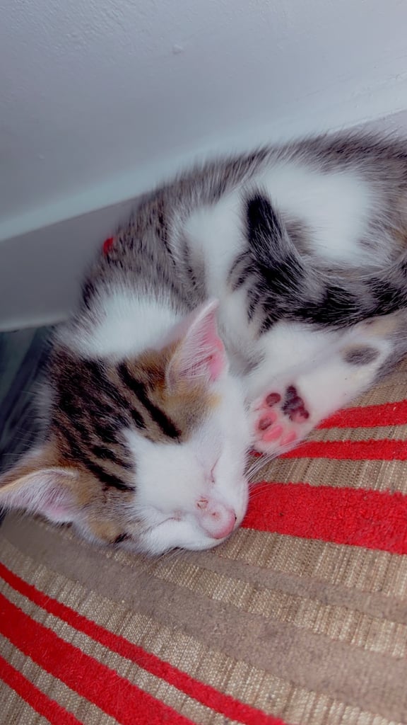 2 kittens looking for forever home 