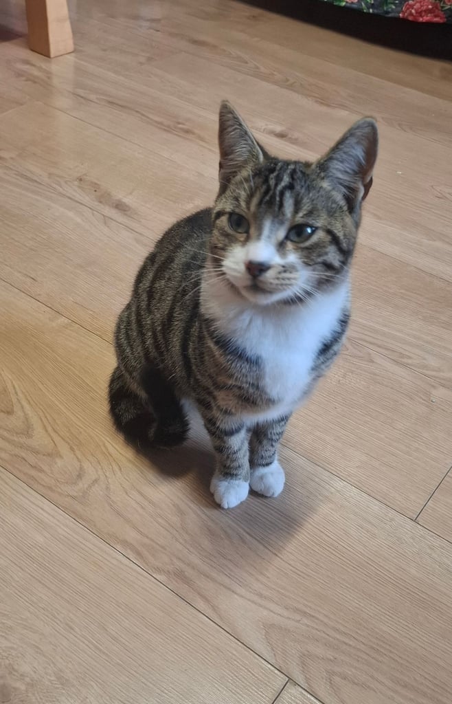 Young male cat to a good home