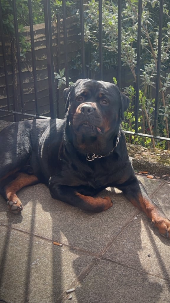 Rusty the Rottweiler 