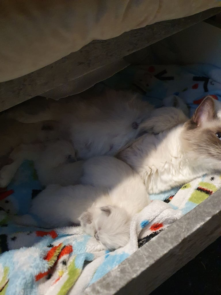 Ragdoll kittens for sale 