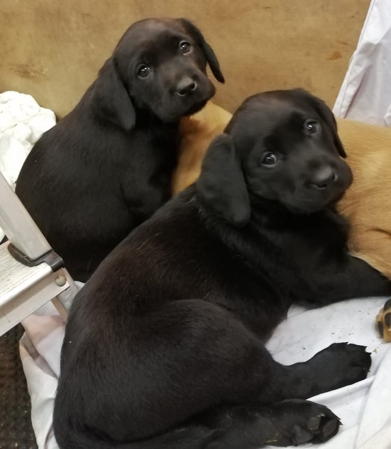 Beautiful Pups