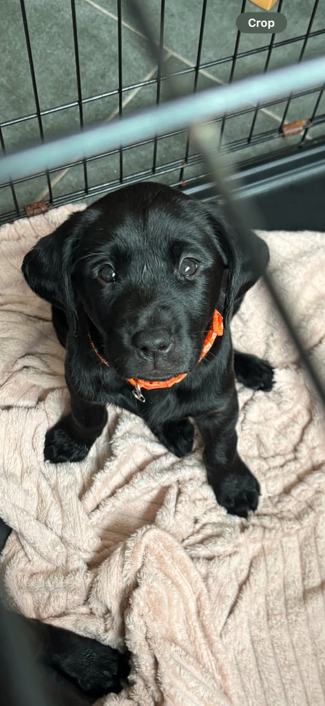 2 chunky gorgeous black labs for sale 