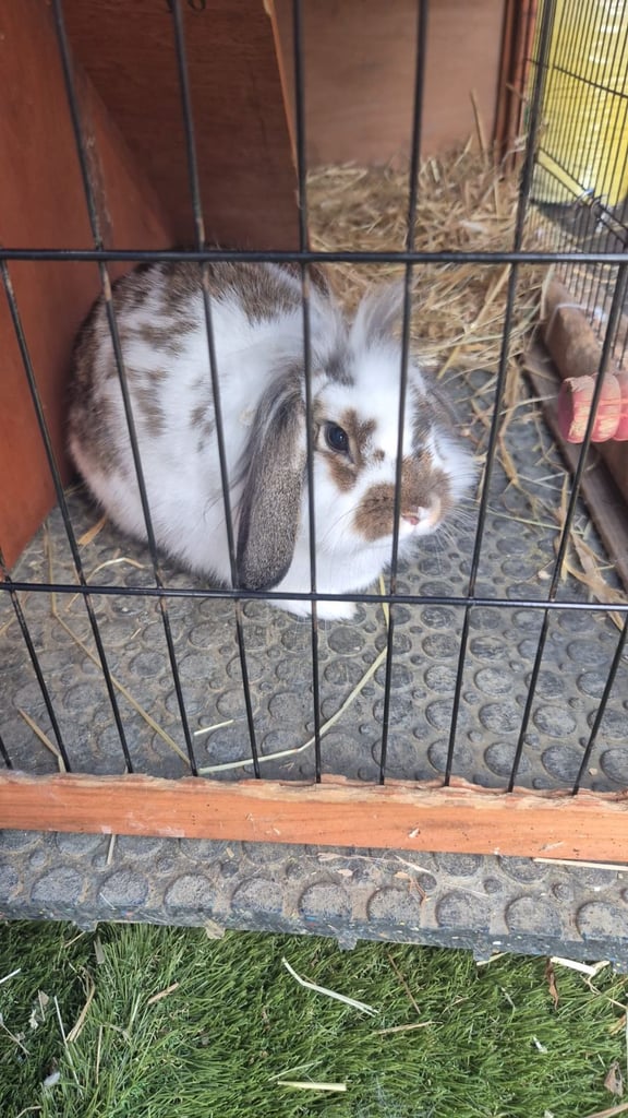 image for Lion head mini lop female