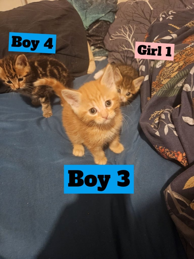 X5 Maine coon x Norwegian forest 