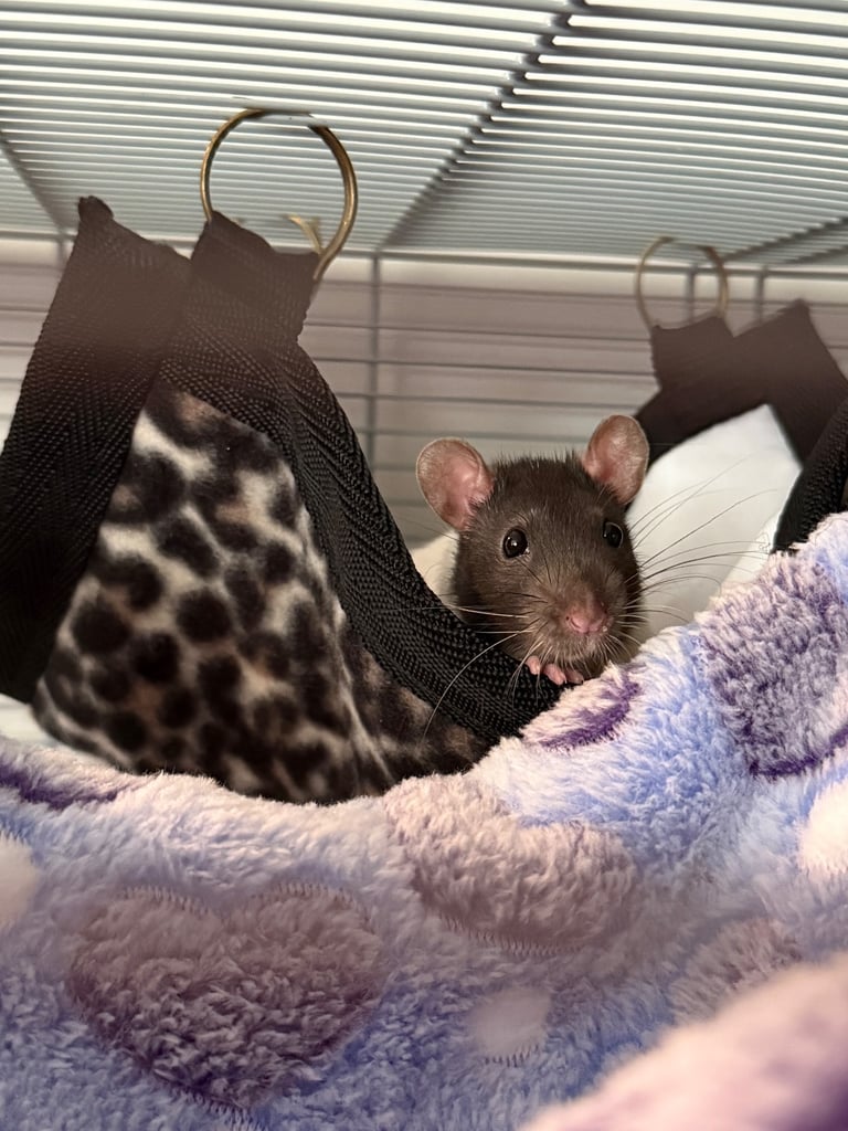 Two male rats