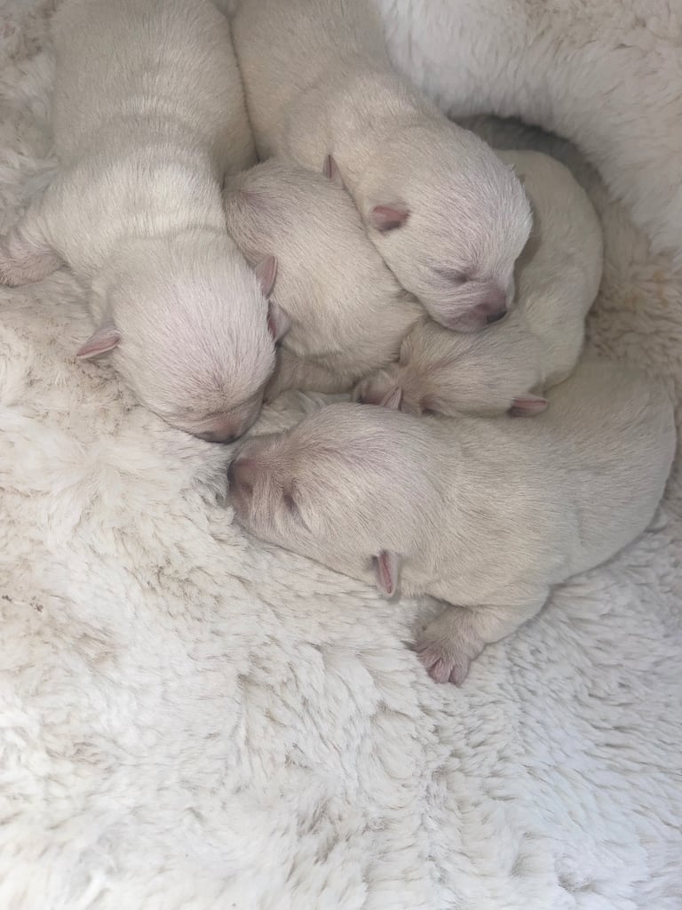 image for Westie puppies 