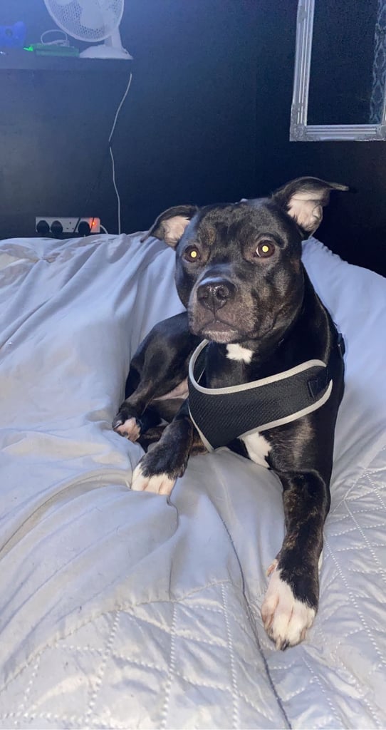 Staffy X unknown puppies litter of 5 