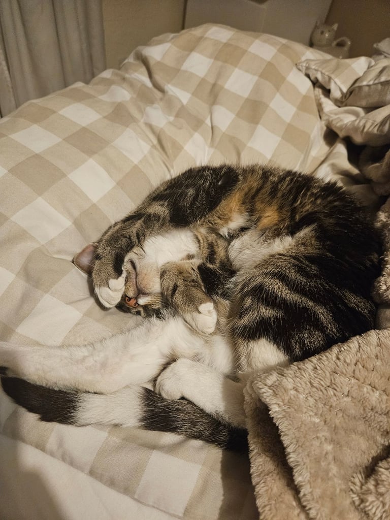 Friendly Female tabby cat looking for a new home