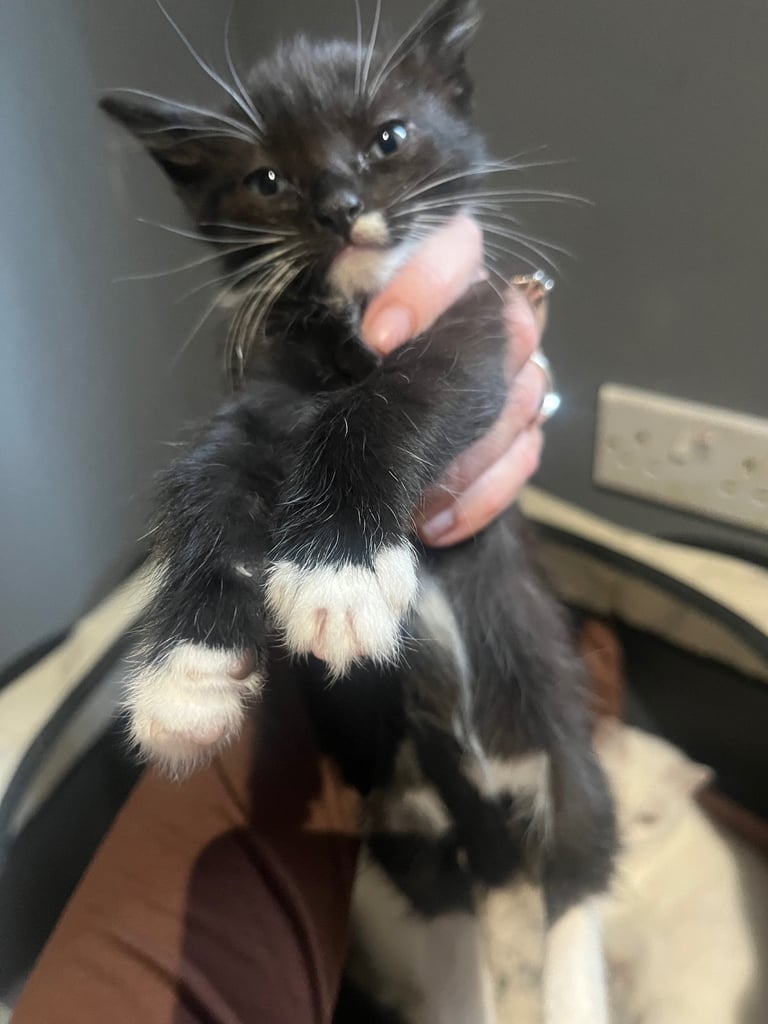 Lovley Kitten’s 
