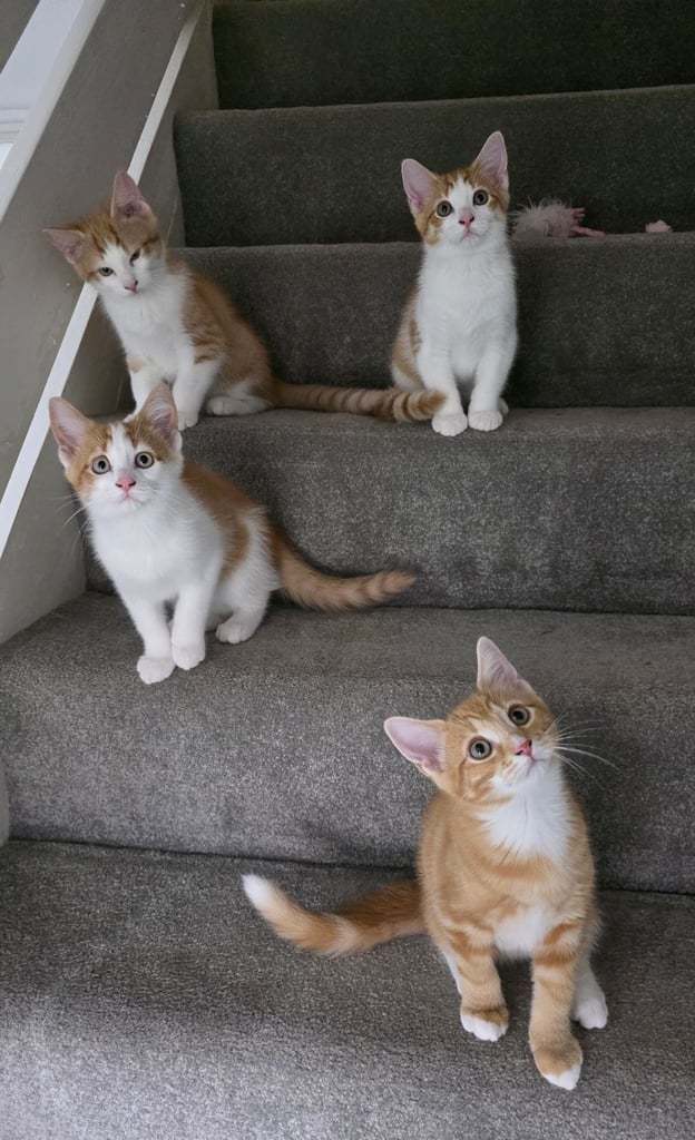 Mainecoon Cross Kittens (READY TO GO)