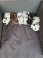 Lovely bunnies 