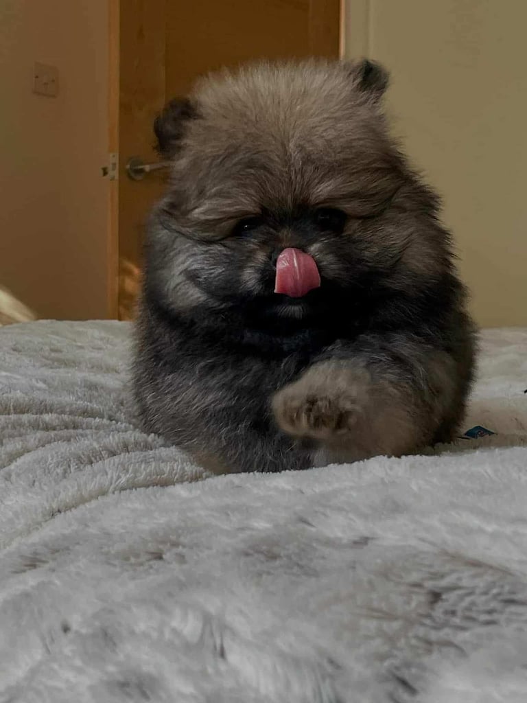 2 pomeranian girls for sale in Tamworth