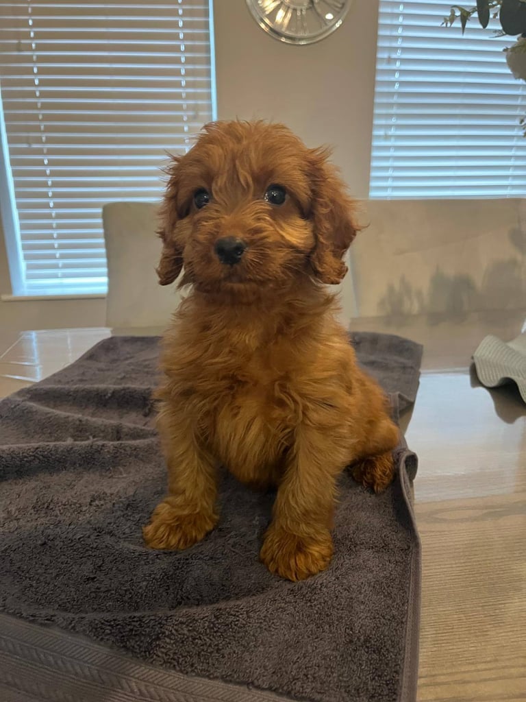 Cockapoo puppies 